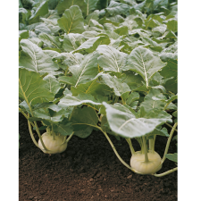 Kohlrabi, 2 Head Pack