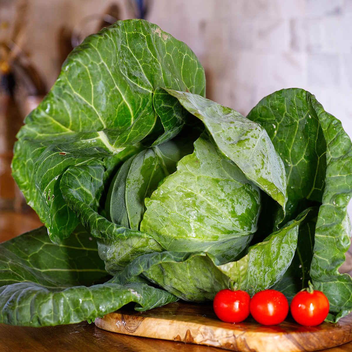 Cabbage