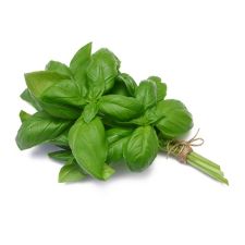 Basil