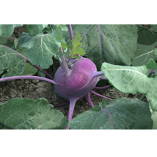 Kohlrabi, 2 Head Pack