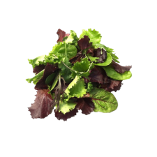 Salad Mix
