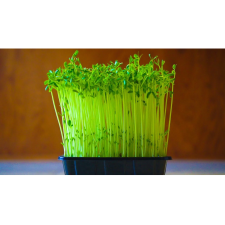 Pea Shoots