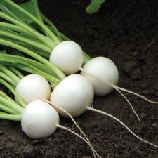 Salad Turnips
