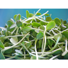 Sunflower Microgreens