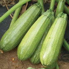 Zucchini